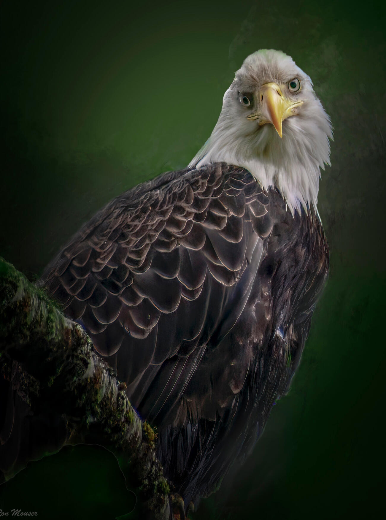 Eagle
