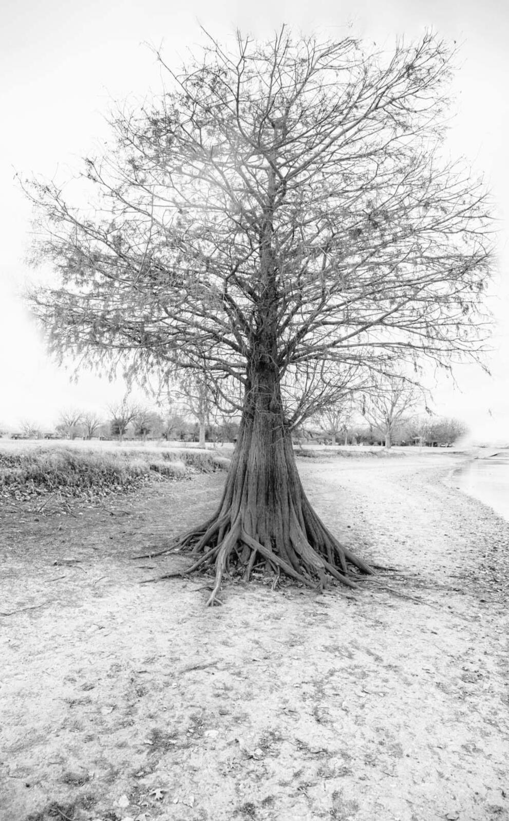 April Pilley - Bones of the Playa